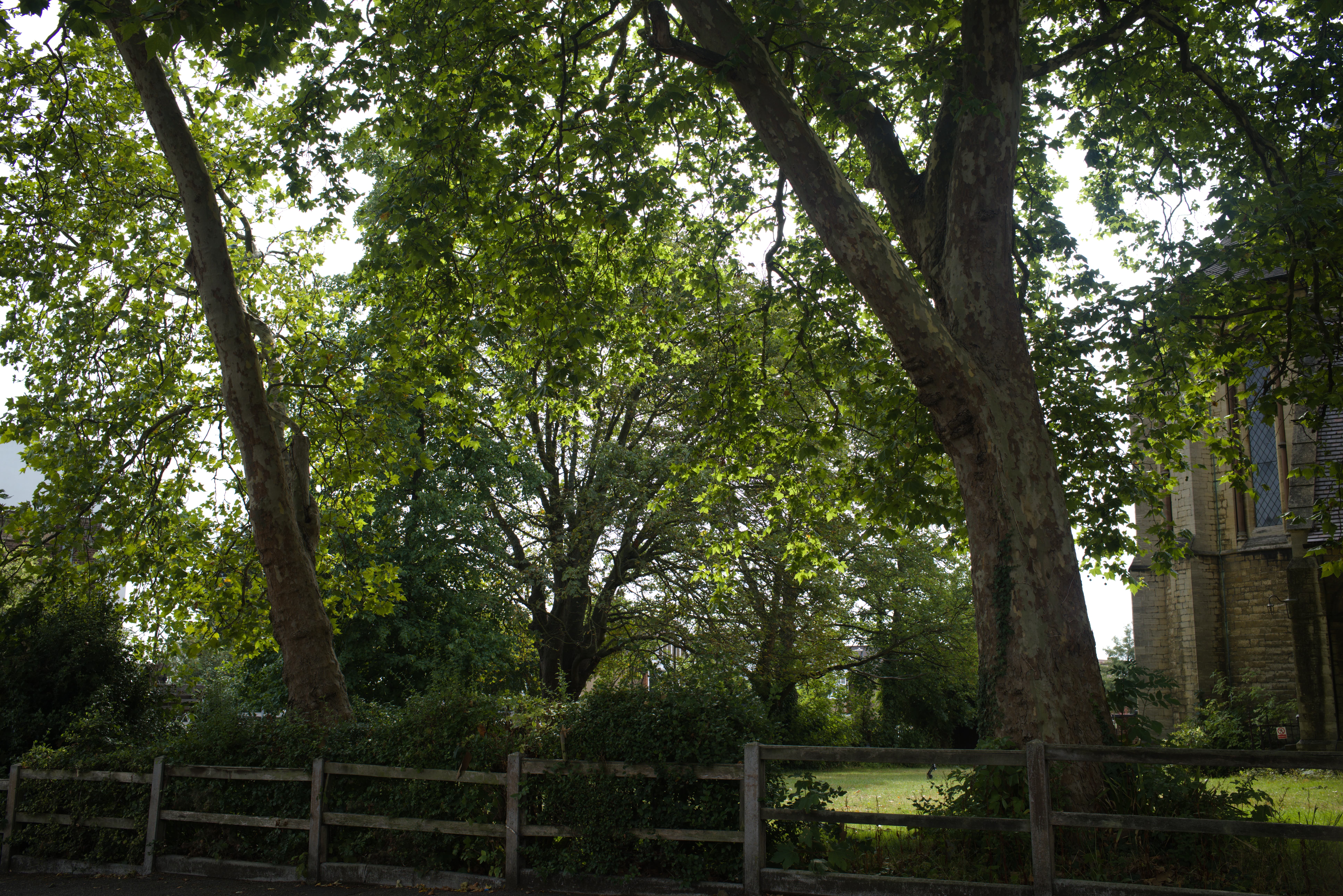 Morning light through trees